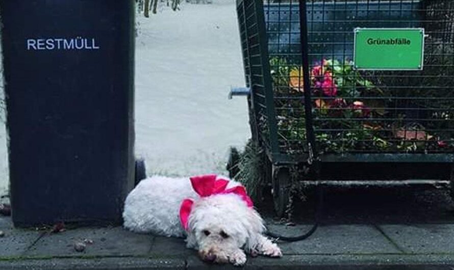 No regales animales: un llamado de la Asociación Alemana de Bienestar Animal para la Navidad.