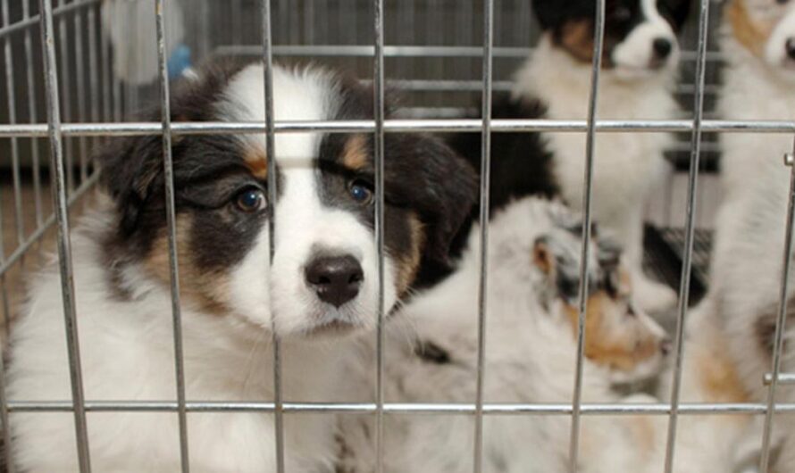 Poniendo fin a la venta de animales en establecimientos comerciales: Una iniciativa para mejorar la calidad de vida de los animales