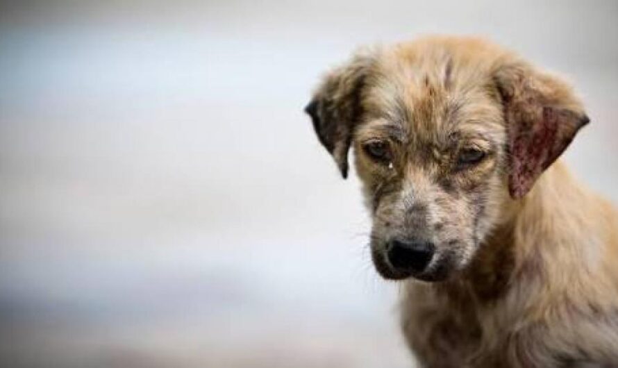 Por un México libre de maltrato y abandono animal: Firma y comparte para ayudar a los perros en situación de calle