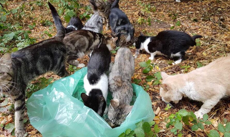 Presiona a las autoridades de París para mejorar la situación de los gatos callejeros del Bosque de Vincennes