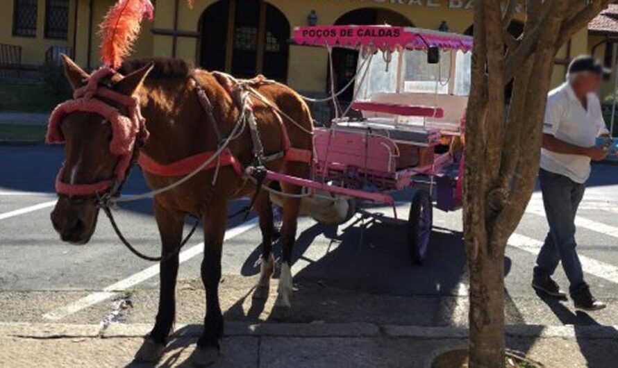 Prohibamos el uso de carruajes para transportar turistas a larga distancia.