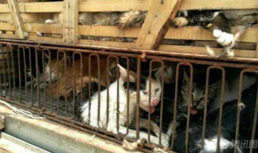 Prohibición de la Venta de Perros y Gatos en Tiendas de Mascotas: Una Victoria para los Derechos de los Animales