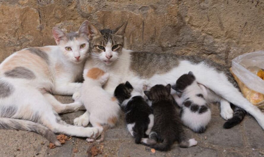 Protegiendo a los animales callejeros de Ravello, Salerno: La importancia de la esterilización