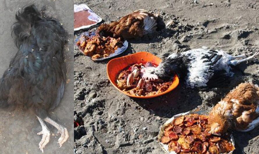 Protegiendo a los animales, castigando a quienes los sacrifiquen sin un fin alimentario.