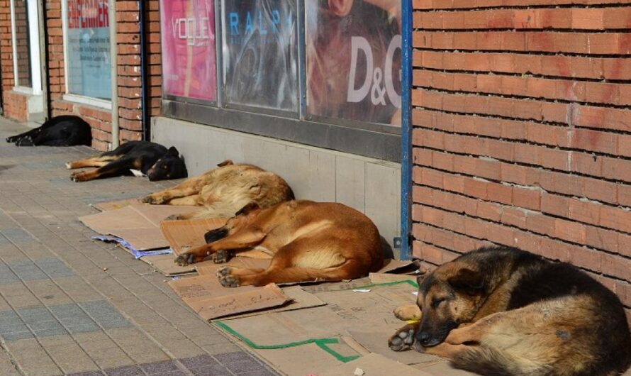 «¡Protejamos la vida de los animales en Chile! Construyamos juntos un lugar seguro para los perros.