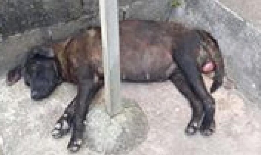 Salvando Vidas: La Campaña para el Rescate y Protección de Mascotas Abandonadas en Brasil