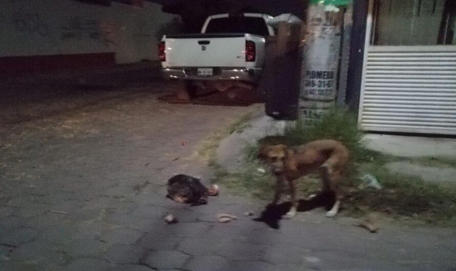 Un Joven de Querétaro, México, Está Creando un Albergue Canino Para Darles una Nueva y Mejor Vida a los Animales Callejeros