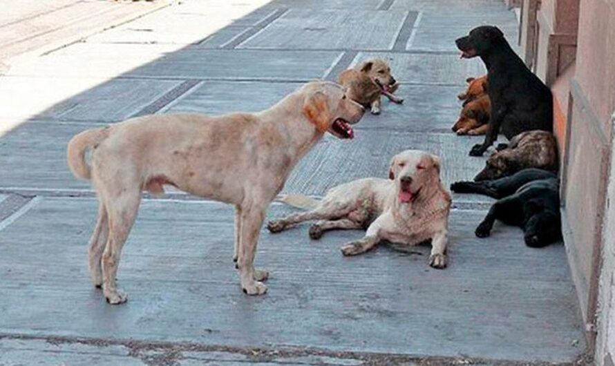 Un llamado a la comunidad: Hacer un cambio para mejorar la vida de los animales de las calles de Santo Domingo