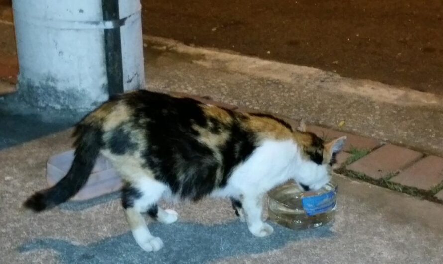 «Un Llanto en el Corazón de Brasil: Los gatos amenazados de muerte en un condominio necesitan ayuda urgente».