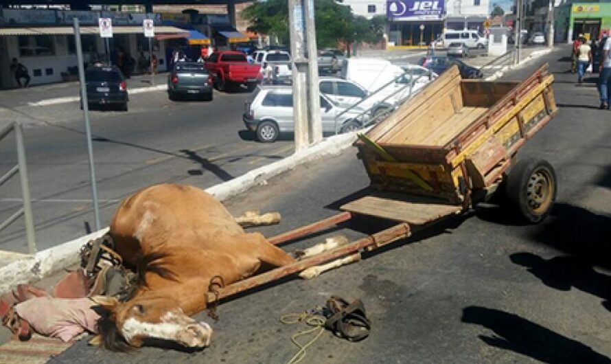 Un paso hacia una mejor conciencia de los derechos de los animales: La prohibición de la tracción animal en Brasil