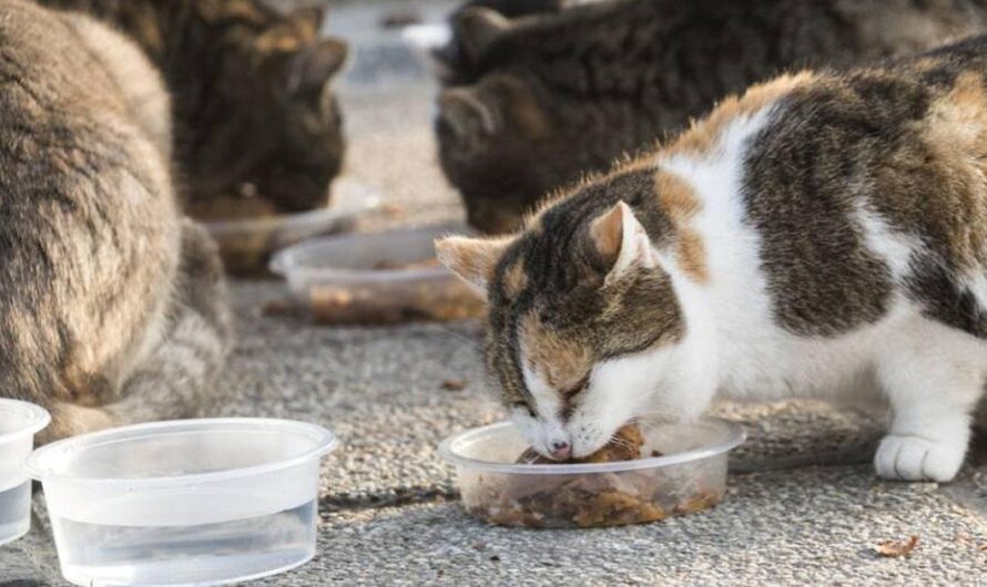 Un Refugio para los Animales Callejeros de Chipiona: Necesitamos Tu Ayuda