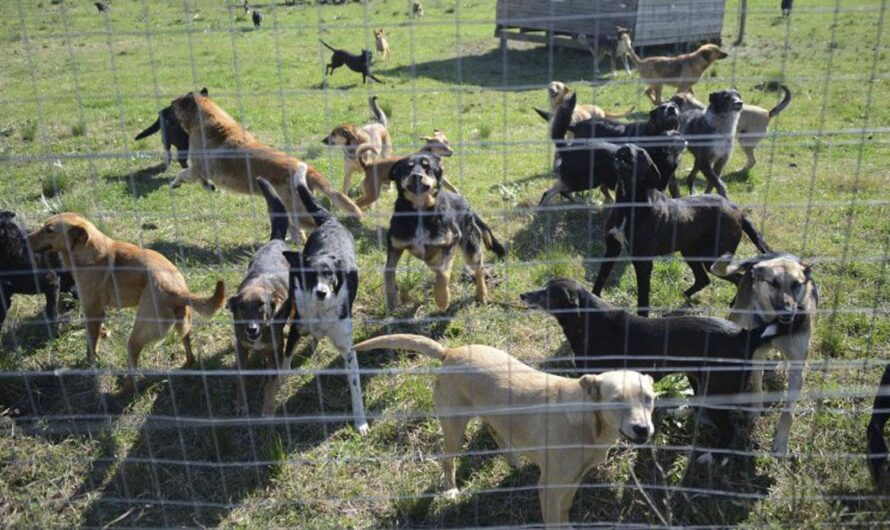 Una Iniciativa Solidaria para Crear un Refugio para Perros Abandonados en Uruguay