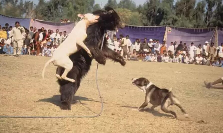 Una ley para poner fin a la crueldad animal: Canadá toma la decisión correcta