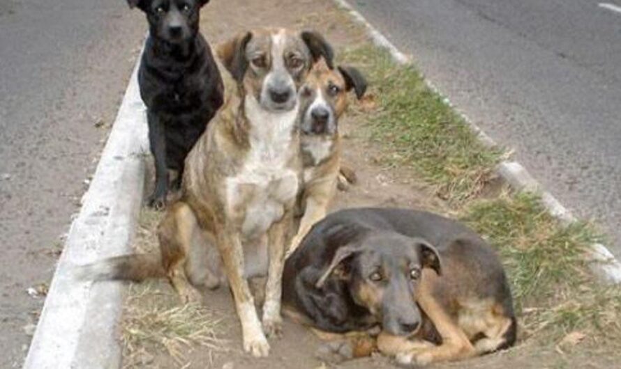 Una unión para otorgar un lugar seguro a los perros callejeros de Avellaneda