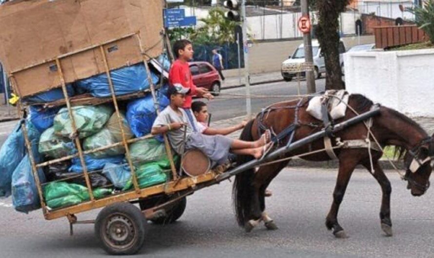 Una Voz por los Caballos: Una Petición para Terminar con el Trabajo Forzoso en Belo Horizonte y Minas Gerais