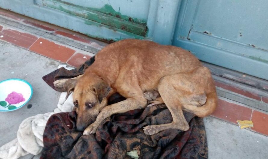 ¡Unamos esfuerzos para mejorar el bienestar de los animales en El Salvador!