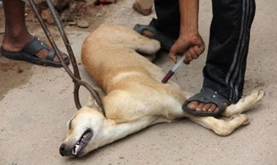 ¡Unamos Fuerzas para Erradicar el Abandono de Perros en Aguascalientes!