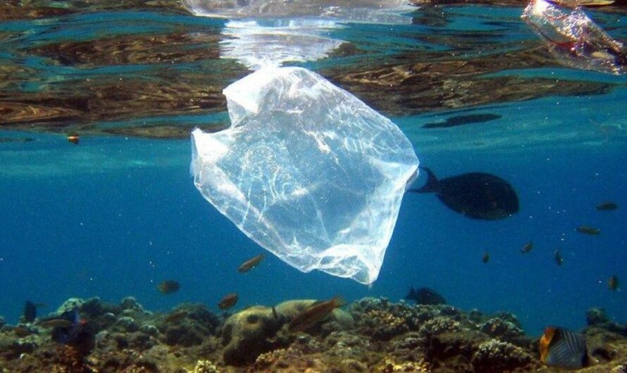 Unamos Fuerzas para Prohibir el Uso de Bolsas Plásticas: Una Iniciativa por el Cuidado del Medio Ambiente