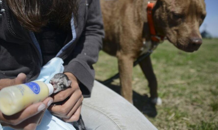 Unidos por el Bienestar de los Animales Abandonados: Un Hogar Seguro para Ellos en Uruguay