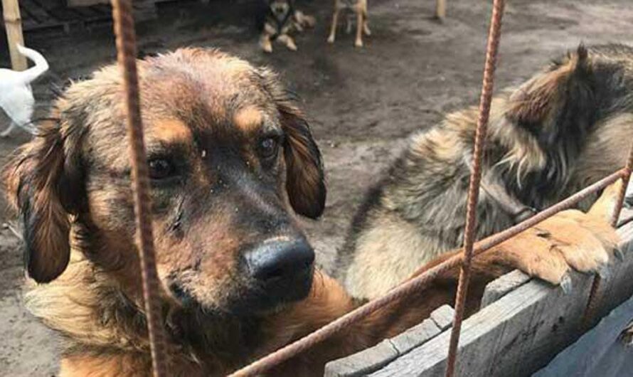 Uniéndonos para mejorar la calidad de vida de los animales en situación de calle de Argentina