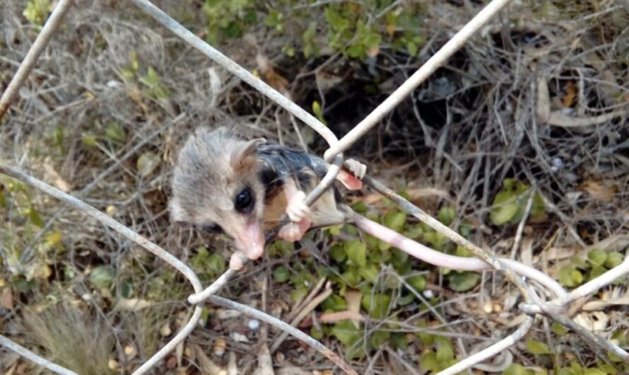 Uniéndonos para preservar la biodiversidad de Chile: La campaña de protección del monito del monte