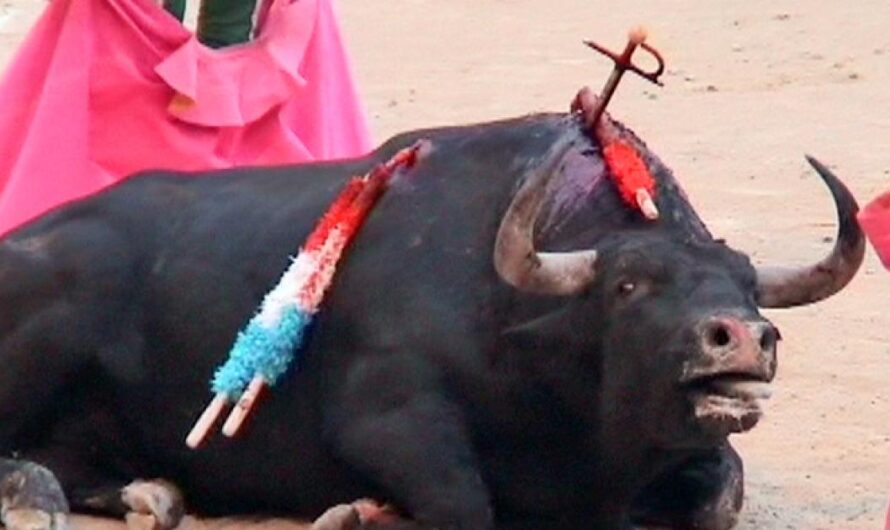 Unificando España para ilegalizar la tauromaquia: Poniendo fin al maltrato animal en los espectáculos taurinos