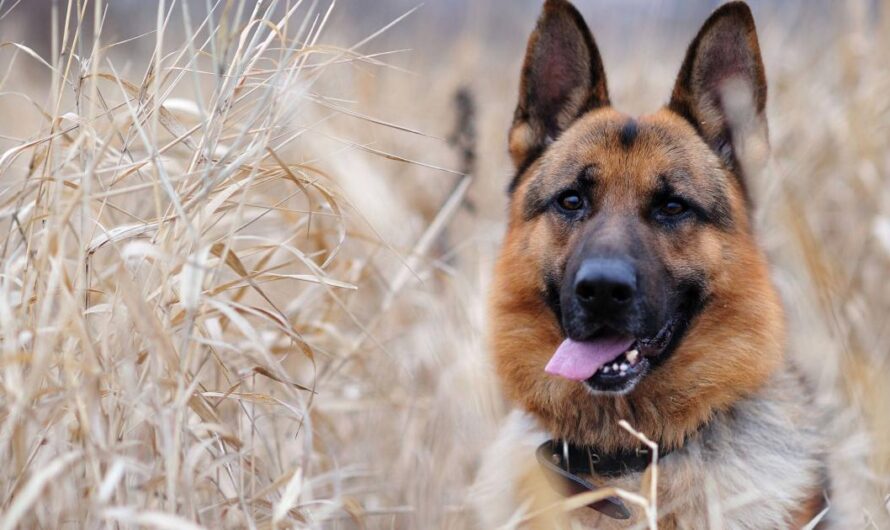 Brasil Prohíbe los Fuegos Artificiales para Proteger a los Animales