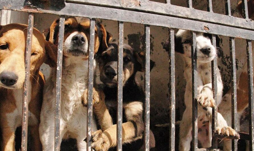 «¡Es hora de poner fin al maltrato animal en México!: Exigiendo el establecimiento de penas de hasta tres años de cárcel y una multa de 200.000 para aquellos que abandonen a sus mascotas».