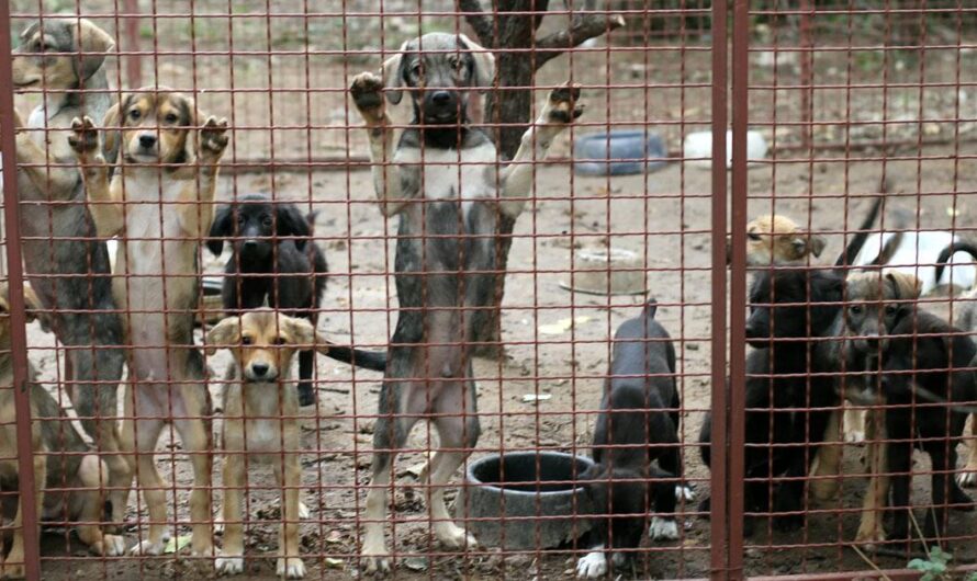 Mejorando las condiciones de Vida en las Perreras: Una Campaña para Darles Dignidad a los Animales Abandonados