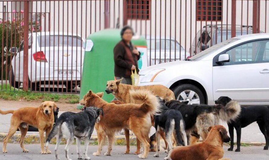 «Protegiendo a los animales callejeros: Un llamado a la responsabilidad de los dueños».