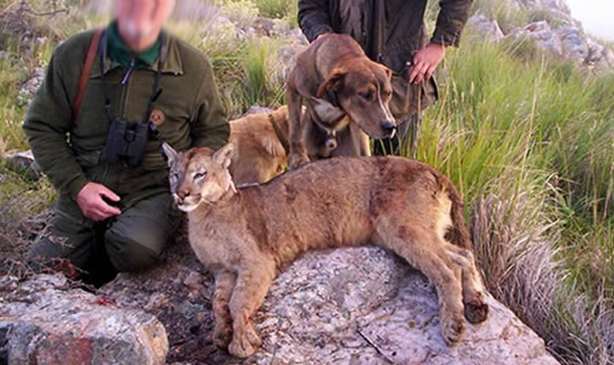 Apoyemos a los Proteccionistas de Animales y Pongamos Fin al Maltrato Animal