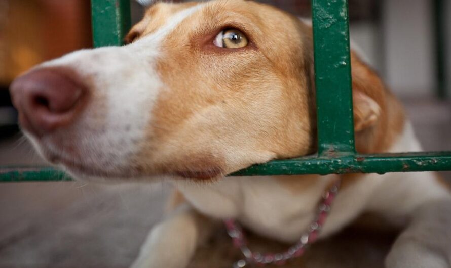 ¡Exigimos una ley que proteja a los animales abandonados!