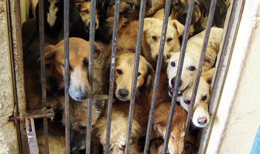 Iniciativa ciudadana para mejorar las condiciones de los animales abandonados en las perreras