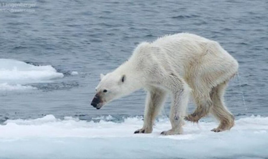 «Los osos polares están en peligro: todos debemos actuar ahora para salvar esta importante especie».