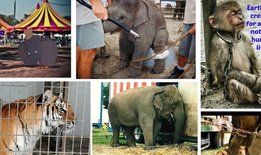 Villefranche Sur Saône lidera el camino en la lucha por los derechos de los animales