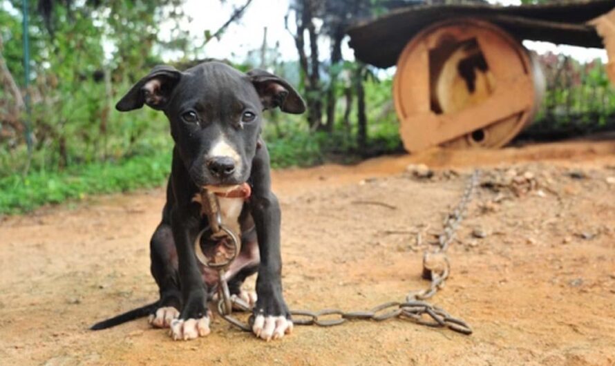 «España se une a la lucha: Una prohibición de encadenar y enjaular a los animales, una llamada a respetar su naturaleza y amarlos».