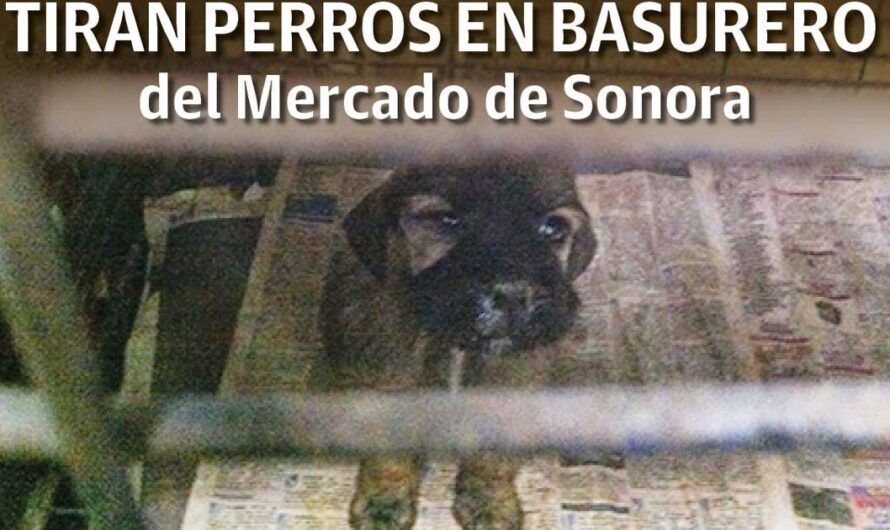 Los maltratos en el mercado de Sonora, México: Una triste realidad que debe ser erradicada