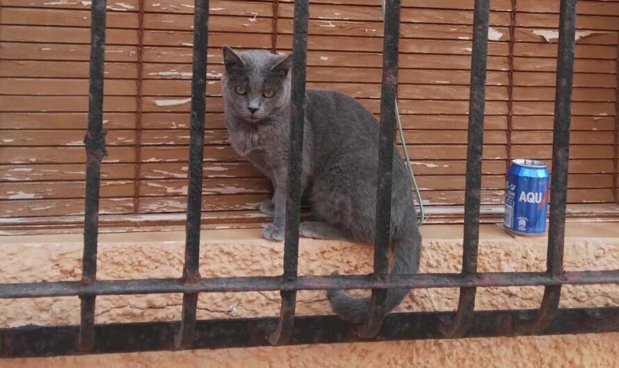 Unidos por la esterilización: La lucha por acabar con el maltrato de los gatos abandonados de Alicante