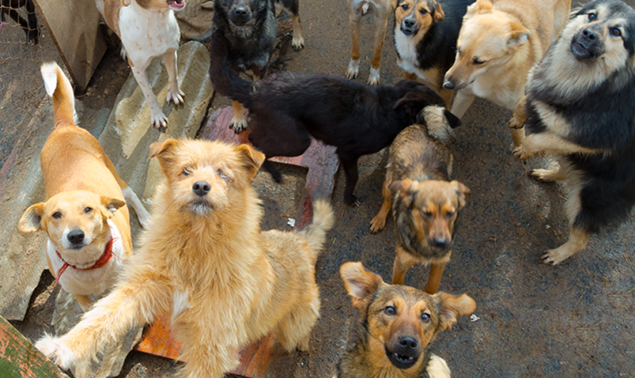 Exigimos al Gobierno Municipal de Lisboa: Poner fin al abandono de animales de compañía mediante la esterilización gratuita y la creación de centros especializados