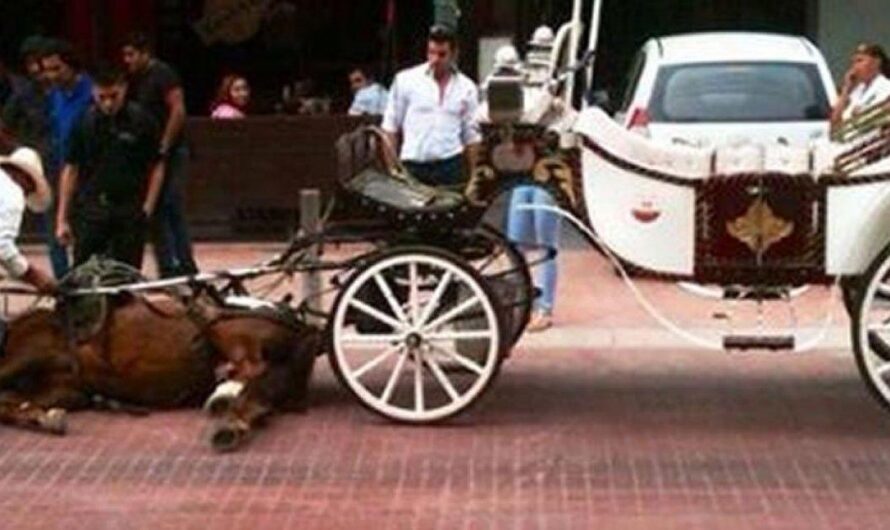 ¡Exigimos el Cese de los Abusos hacia los Caballos en Guadalajara, Jalisco, México!