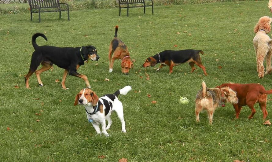 Mejorando la calidad de vida de los perros en Carignano: Abriendo un Parque Canino