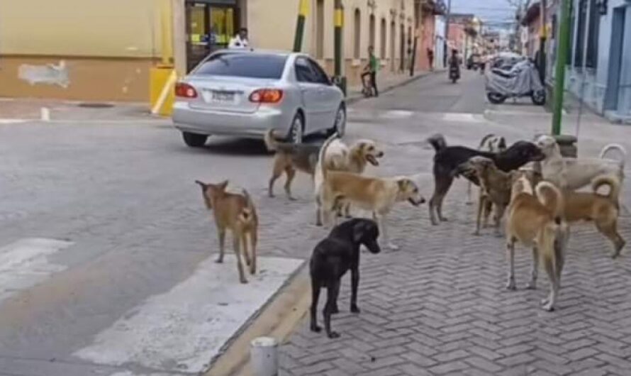 «Un Hogar y un Cuidado Digno para los Perros Callejeros de Honduras: La Importancia de la Campaña de Esterilización».