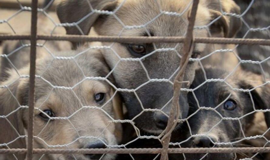 Unamos nuestras voces para exigir al gobierno de Islas Baleares que prohiba el sacrificio de animales