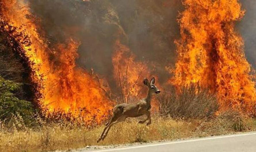 50 años para salvar a Galicia: ¡Unamos fuerzas para salvar la naturaleza!