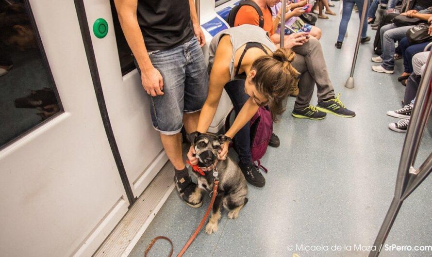 ¡Apoya la petición para permitir el uso del Metro de Bilbao con perros de cualquier peso!