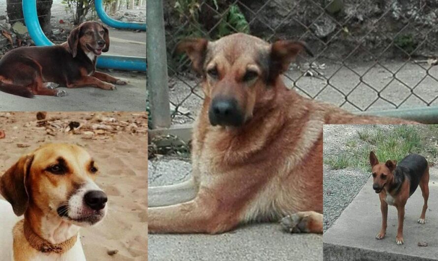 Ayuda a los Peluditos de la Calle a Encontrar un Hogar Seguro