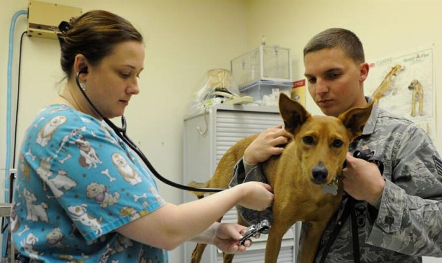 «Brasil Toma un Paso para Disminuir el Sufrimiento Animal al Inaugurar el Primer Hospital Público Veterinario».