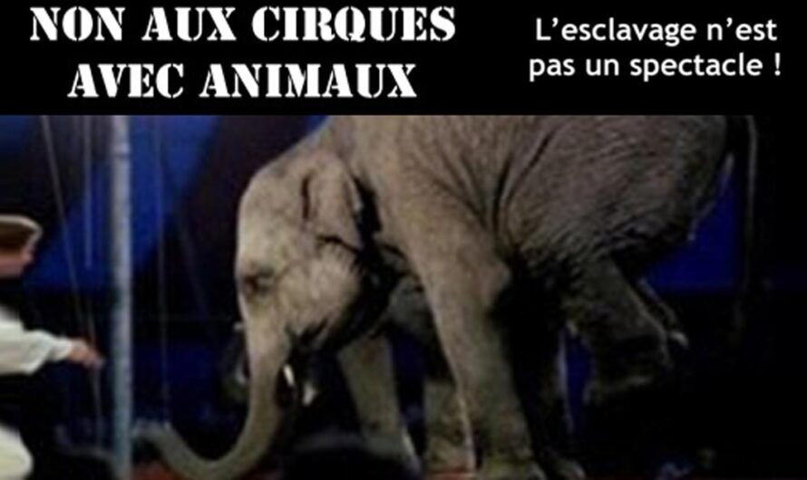 «¿Debería prohibirse el circo con animales en Miramas 13140? Una lucha dividida entre los defensores de los animales y los promotores del circo».