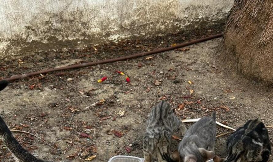 El gobierno de Coín lucha por los gatos callejeros: la esterilización como solución