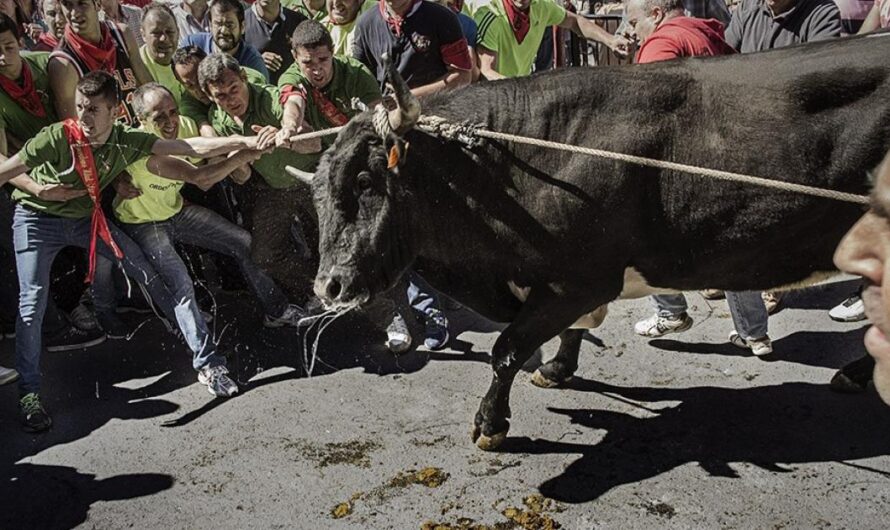 El Papa Francisco debe ser una voz que se alce para condenar la violencia hacia los animales durante las fiestas religiosas